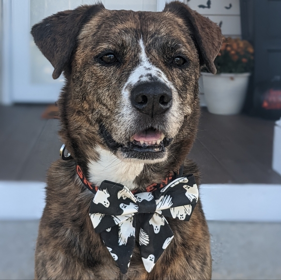 Ghost bowtie - Picture 2 of 7